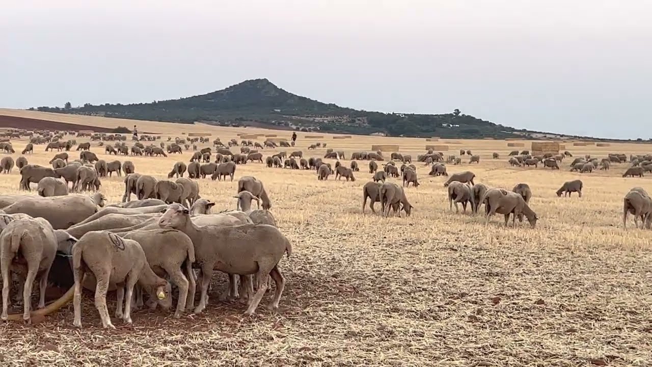 Careo de las Merinas
