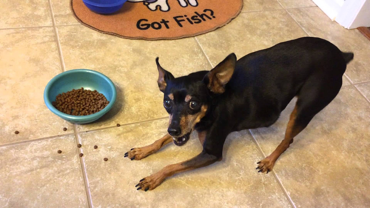 หมา พันธ์ เล็ก  Update 2022  How a miniature pinscher eats