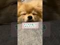 サンタを信じるポメラニアン #dog #shorts #クリスマス