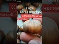 ФУНДУК для НАЧИНАЮЩИХ. НЕКАТАЛОНСКИЙ и НЕБАРСЕЛОНСКИЙ.   ТАКОЙ  УРОЖАЙ…