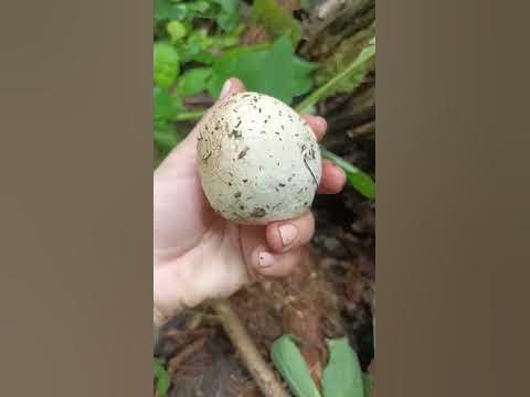 веселка - YouTube