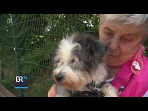 Video: Ernährungsbedürfnisse älterer Hunde - Nutrition Nuggets Hund