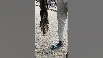 አሳ አበላሻለው አዋሳ ነው ቤቴ 