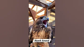 #redtailedhawks #hawks   #birds #alcon🦅