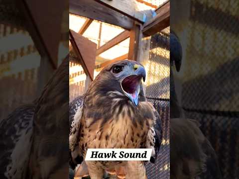 Redtailedhawks Hawks Birds Alcon