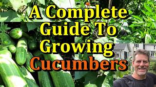 How To Perfectly Grow Cucumber Plants (spring Through Fall)