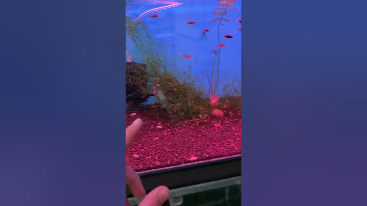This Java moss has grown! - YouTube