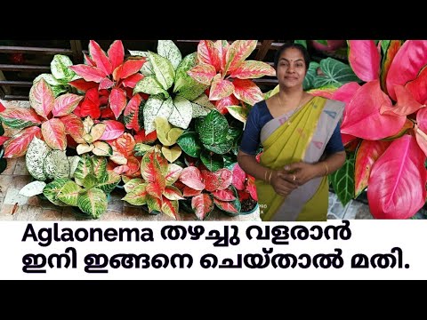 Aglaonema plant care and Easy Propogation method || potting mix || fertilizer || Fungicide || plant