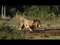 Majestic Male Lion Savoring a Long Drink!