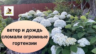 видео: Гортензия древовидная Анабель. Как переживают огромные цветы непогоду. Архив 7 июля 2023. картинка: Гортензия древовидная Анабель. Как переживают огромные цветы непогоду. Архив 7 июля 2023.
