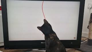 Cat plays with tv