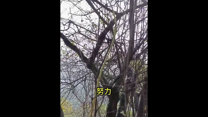 你只管努力，其他的交给天意 - 天天要闻