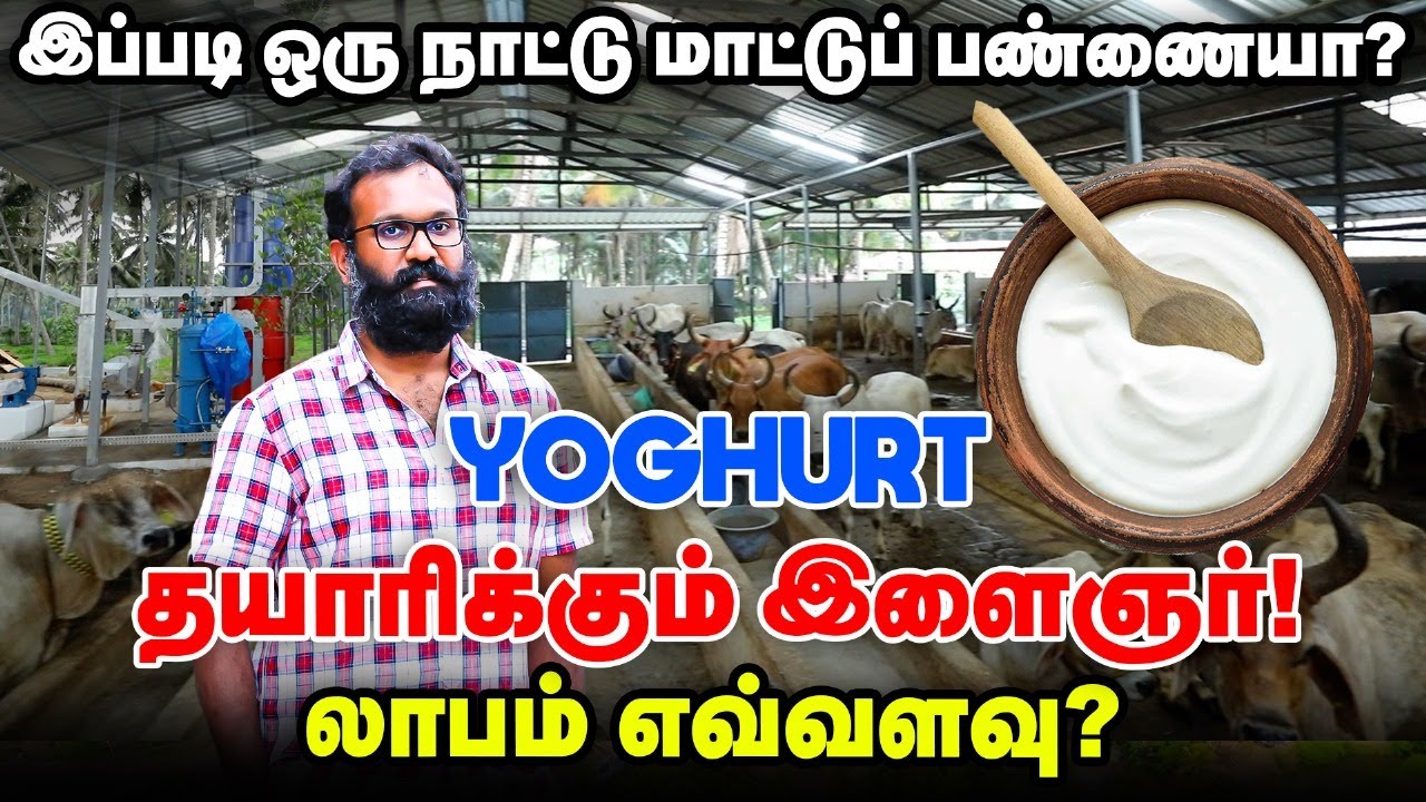 நாட்டு மாட்டுப் பண்ணையில் புதிய முயற்சி | Yoghurt தயாரிப்பில் அசத்தும் இளைஞர்!