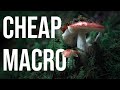 Beautiful forest macro with a cheap camera and lens chill nature tutorial