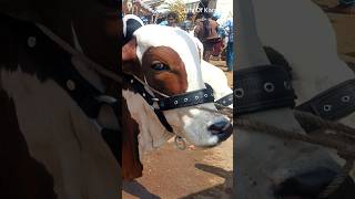 Masha Allah || Beautiful Calf || Cow Mandi 2024 #shorts #viral