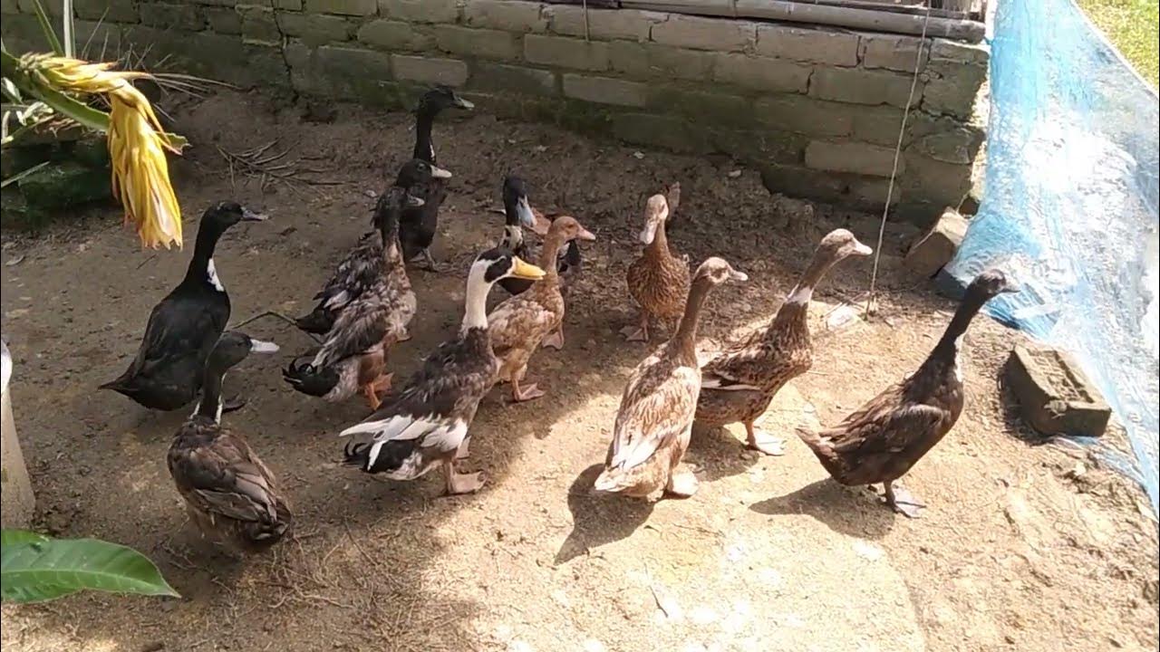 Ducks Quacking Mandarin Duck Mallards Pekin Ducks Nature