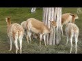 Vicuna fawns at zoo schönbrunn, vienna