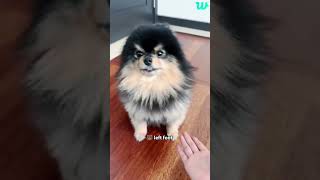 Taehyung wants to cuddle Yeontan but Yeontan is savage ☺