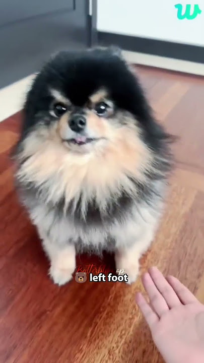 Taehyung wants to cuddle Yeontan but Yeontan is savage ☺️💜
