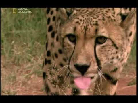 Král predátorů - Gepard - CZ Celý dokument