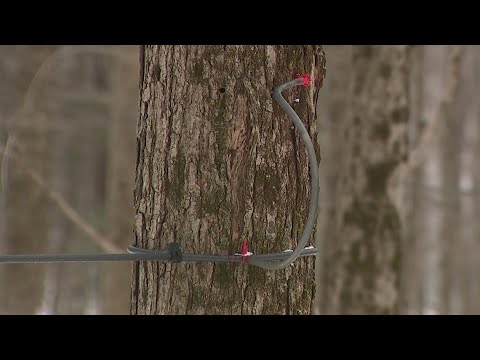 Discover the sweet journey of maple syrup on NEPA self-guided tour this Saturday