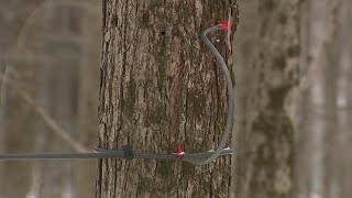 Discover the sweet journey of maple syrup on NEPA self-guided tour this Saturday