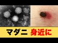A Tiny Insect Can Take Your Life The Truth About Tick Borne Diseases Explained A Tiny Insect Can Take Your Life The Truth About Tick Borne Diseases Explained