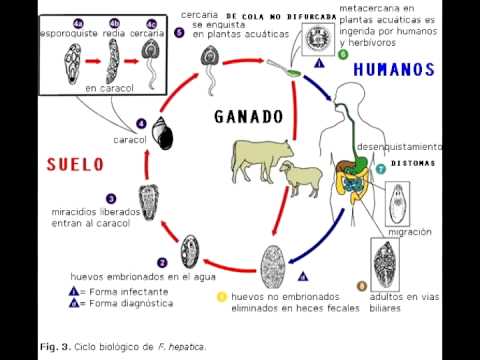 Micro Biologia - Trematodes - Generalidades y Ciclos