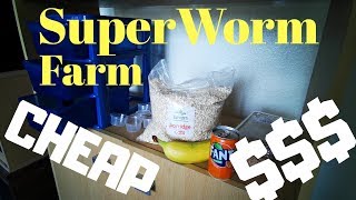 Superworm Farm (Complete Build In Detail) 2019 CHEAP