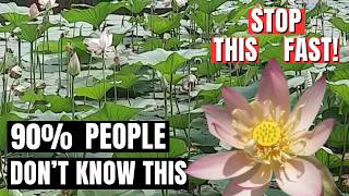 90% People Dont Know This Water Lily Farming Trick | Lost in Poddo Pukur