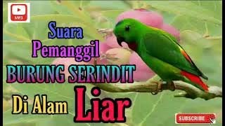 Suara Pikat burung Serindit Mantap | Burung Hijau