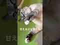 【元気です】甘えるジャンくんを撫でるパパ　#ジャンポン #猫のいる暮らし #猫好きさんと繋がりたい