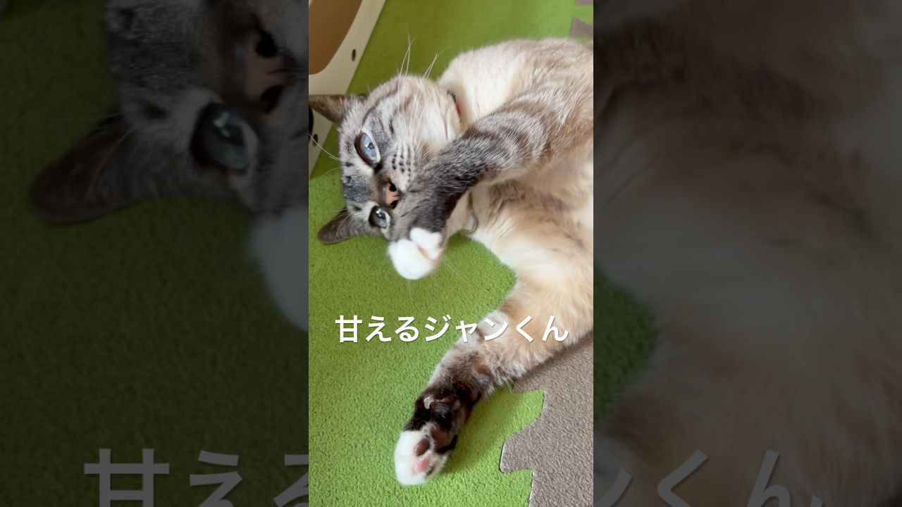 【元気です】甘えるジャンくんを撫でるパパ　#ジャンポン #猫のいる暮らし #猫好きさんと繋がりたい