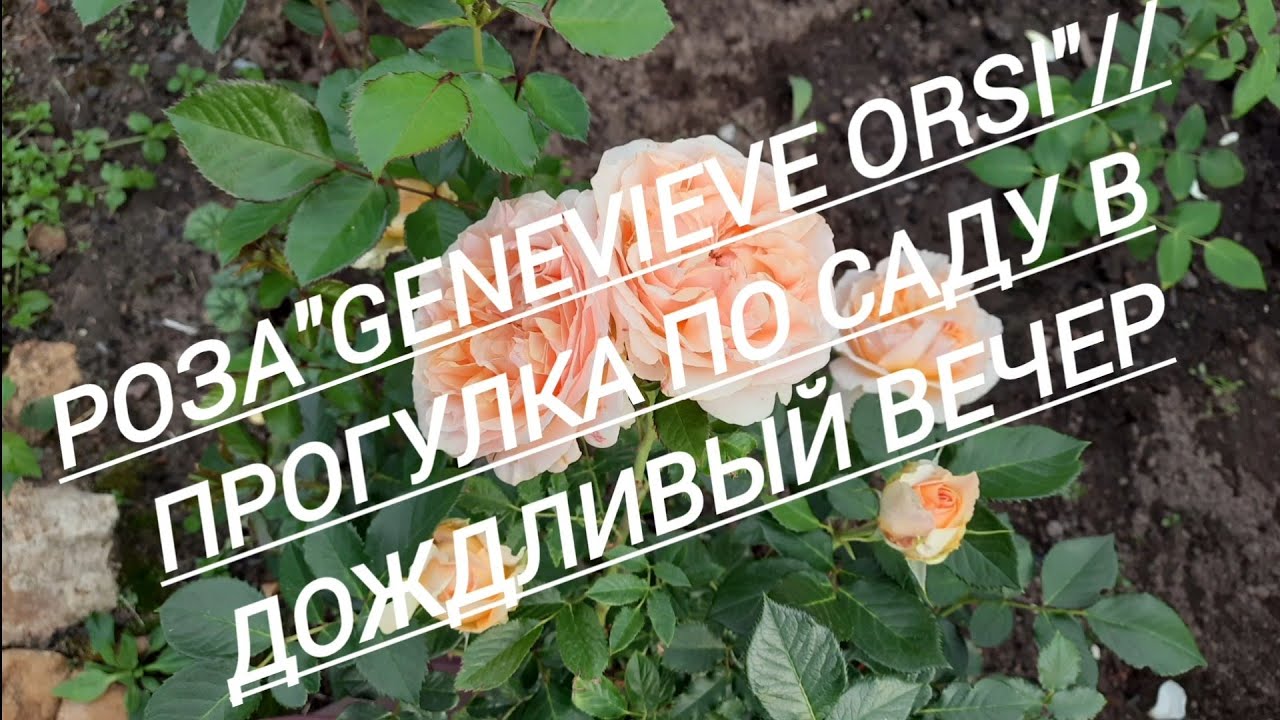 141.#Роза Genevieve Orsi//Прогулка по саду в дождливый вечер//18.06.24⛈️🌧️🌧️🌹🌹🌹