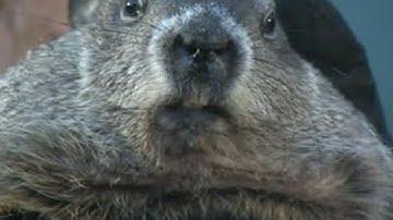 No Shadow: Pa. Groundhog 