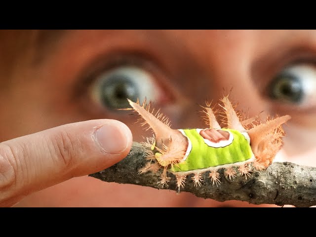 STUNG by a VENOMOUS Neon Caterpillar! - YouTube