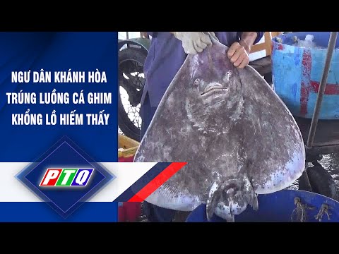 Video Ngư dân Khánh Hòa trúng luồng cá ghim khổng lồ hiếm... - youtube