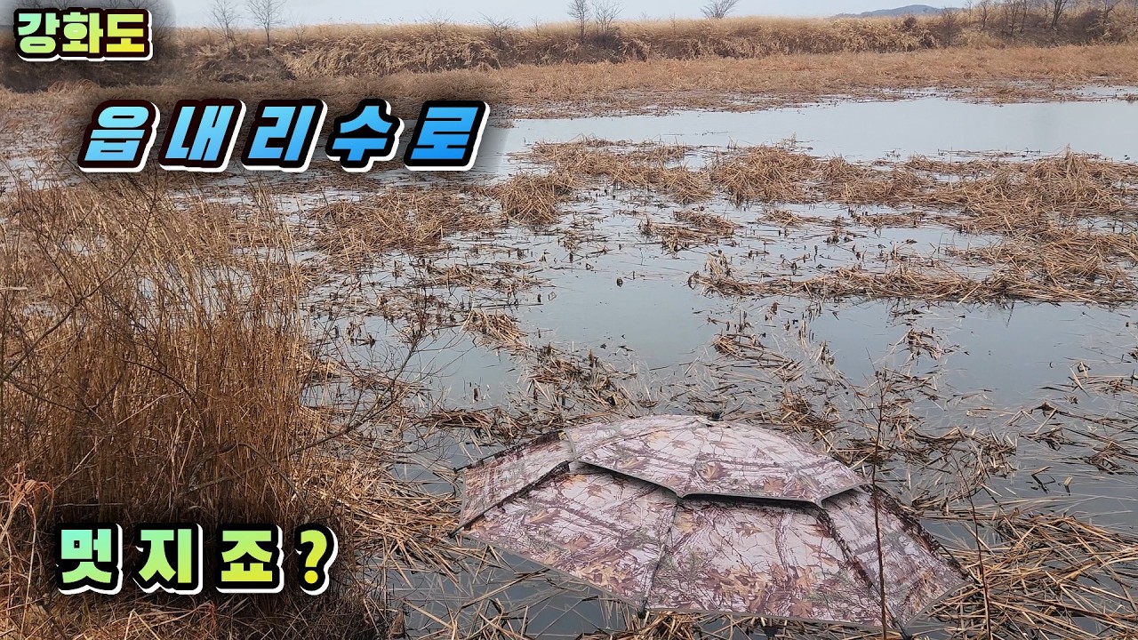 읍내리 수로에서 .... 멋진 갈대밭 ~ #fishing #낚시 #붕어낚시 #붕어 #리얼프레임 #라이어글루텐 #리더팀클럽 #슬로우찌