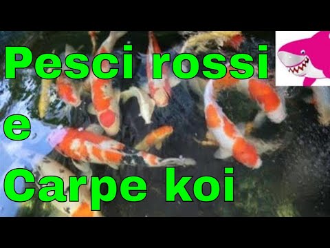 Video: Carpe Koi: Specie Di Pesci