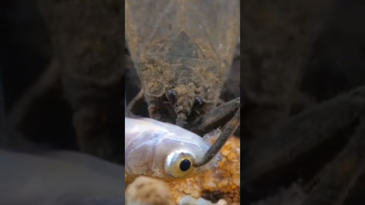 Escorpión de agua asesino #insecto #acuatico #viral #curiosidades