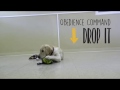 Obedience Command - Drop It