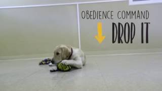 Obedience Command - Drop It