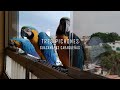 Guacamayas Caraqueñas - TRES PICHONES 2024