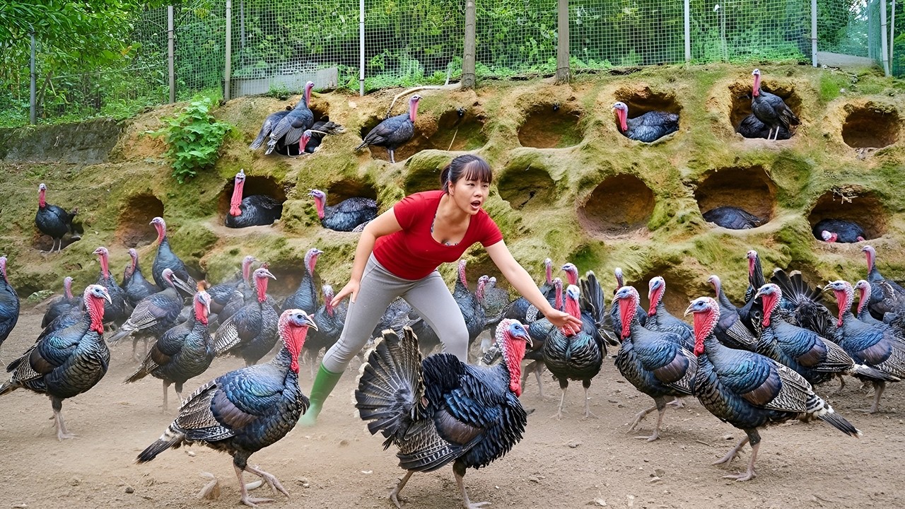Too Many Giant Turkeys! Harvesting & Loading Them on a 3-Wheeled Truck to Market