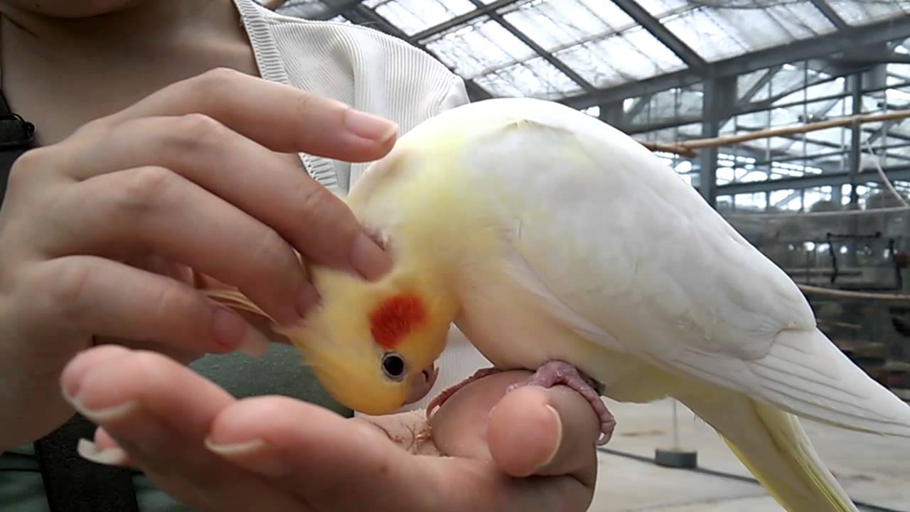 13 9 神戸花鳥園 オカメインコをかきかき Youtube