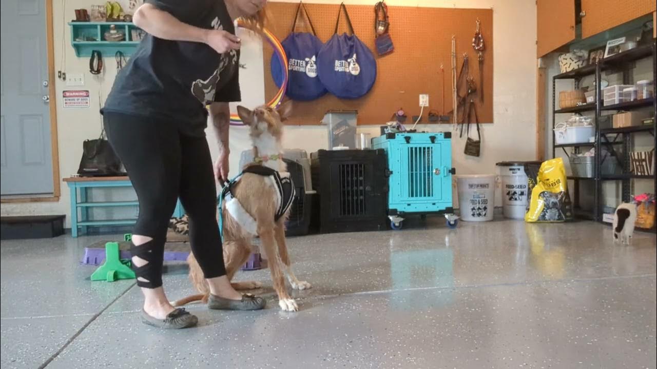 training your own mobility service dog YouTube