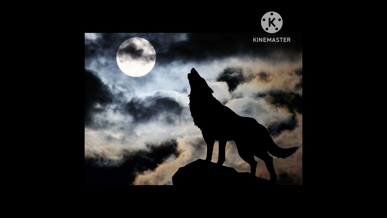 #Night song of wolves( sound of Moldavian Сaval)