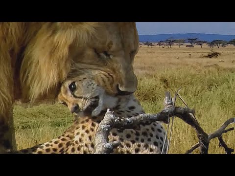 Злой лев убивает гепарда за доли секунды