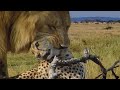 Un lion en colre tue un gupard en une fraction de seconde