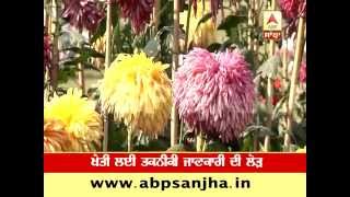 Floriculture in winters brings handsome income